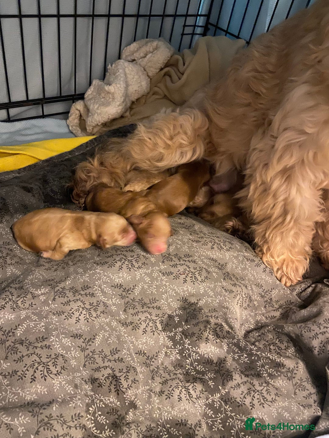 Cockapoo dogs for sale: Beautiful fox red cockapoo puppies - Advert 10