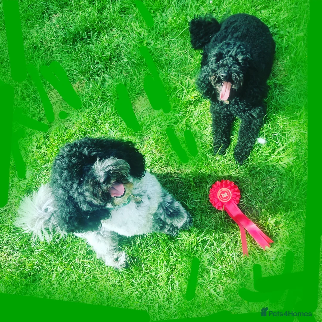 Poochon dogs for sale: Looking for home 2 x 4 year old Poochons - Advert 4