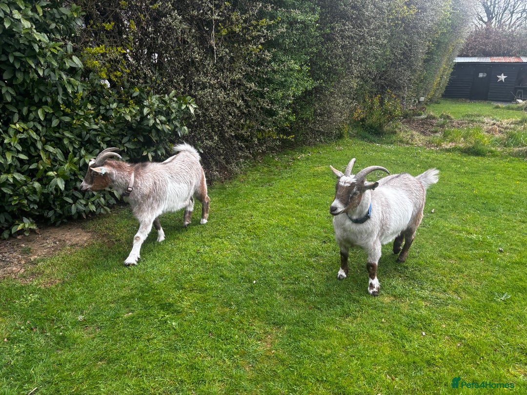 Goats livestock for sale: 2 gorgeous wethered Pygmy brothers - Image 2