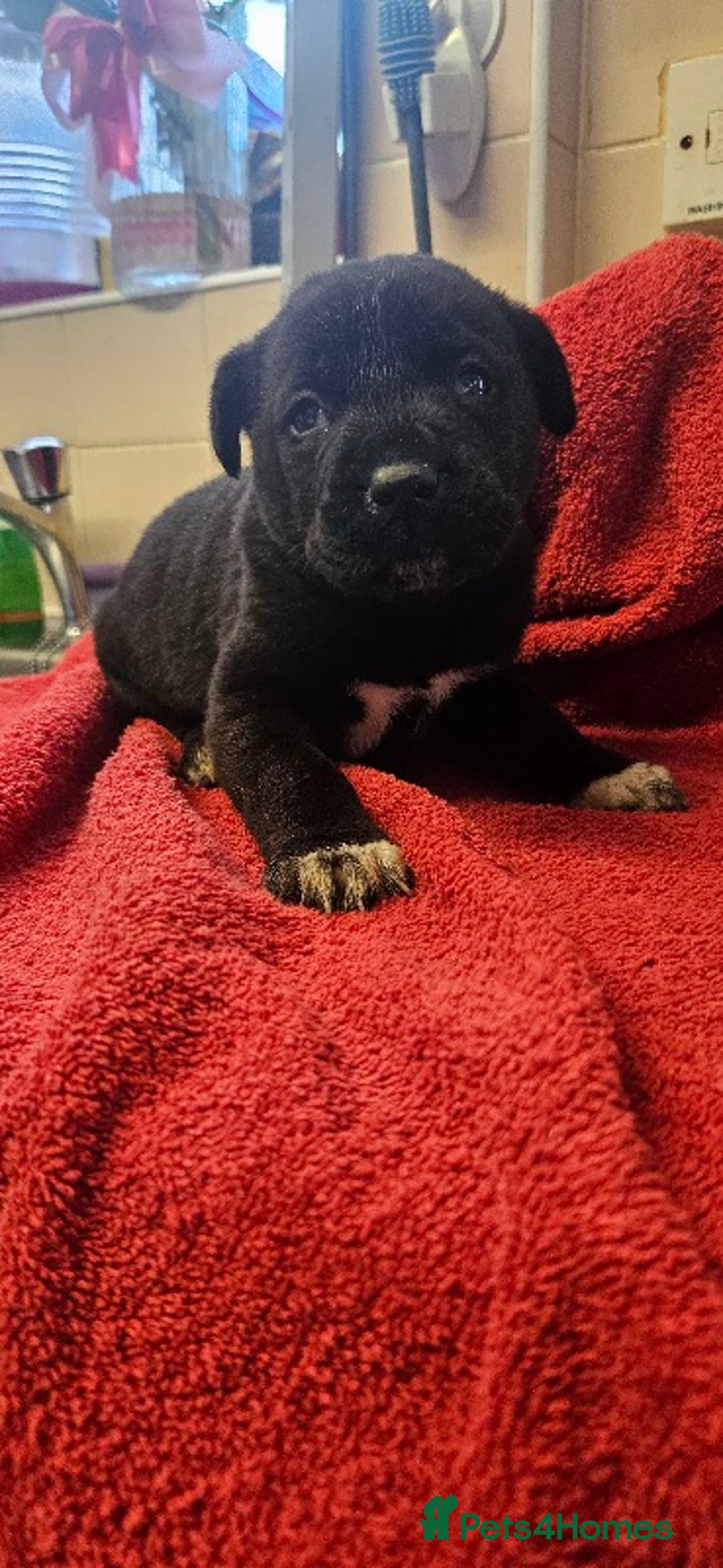 Mixed Breed dogs for sale: Huge American akita x cane corso pups - Advert 6