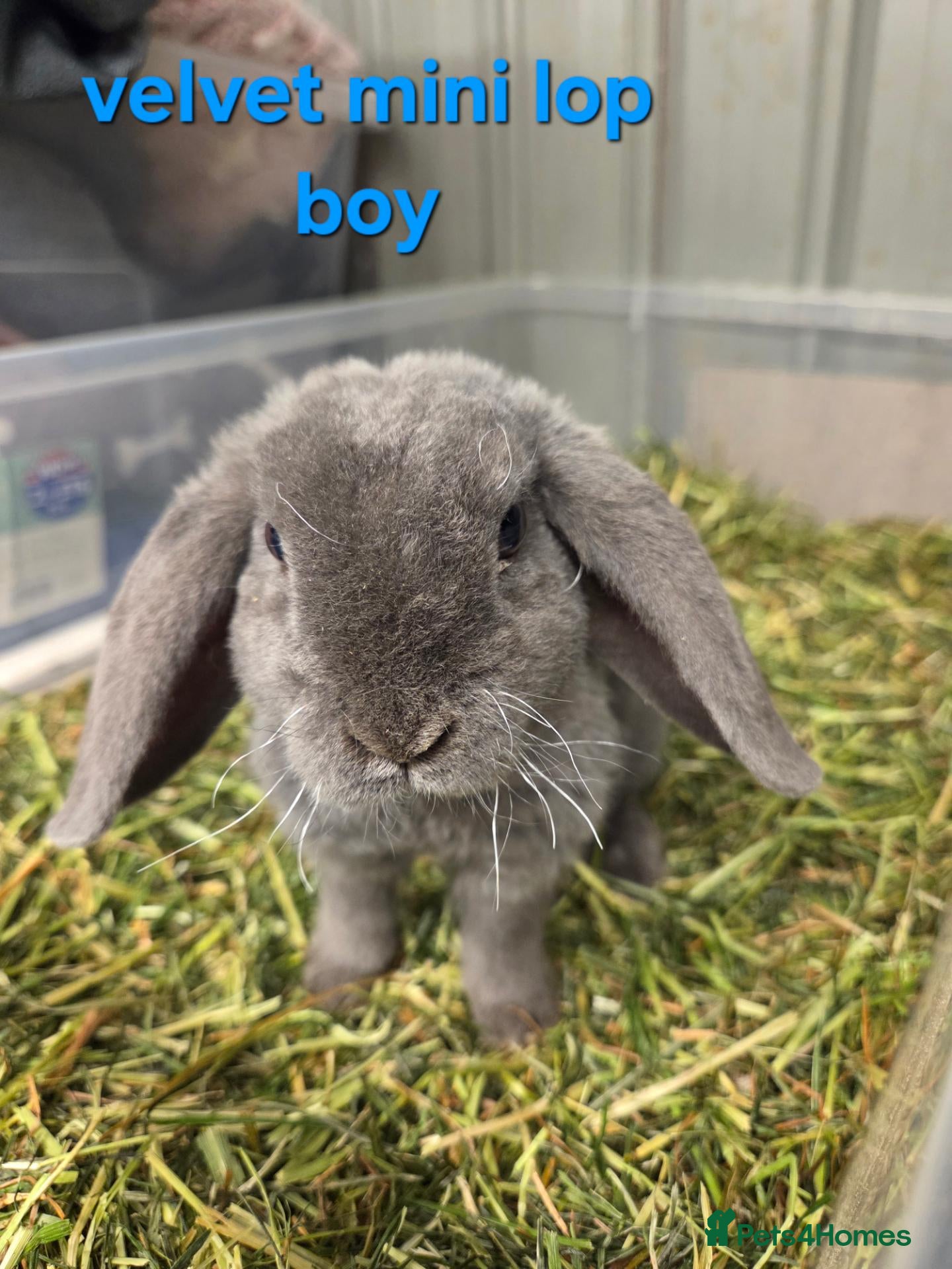 Mini Lop rabbits smokey blue plush velvet mini lop boy 8 weeks - Advert 1