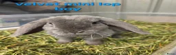 Mini Lop rabbits for sale: smokey blue plush velvet mini lop boy 8 weeks - Advert 1