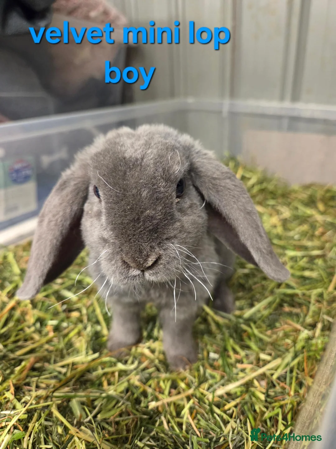 Mini Lop rabbits for sale: smokey blue plush velvet mini lop boy 8 weeks - Advert 1
