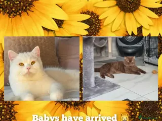 British Shorthair cats BEAUTUFUL LILAC SILVER TABBY BOY 💙🐈 - Advert 17