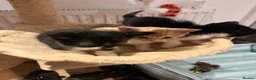 Himalayan cats for sale: Himalayan cross - Advert 12