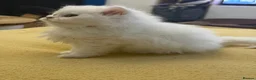 British Longhair cats for sale:  British Shorthair & British Longhair GCCF - Advert 24