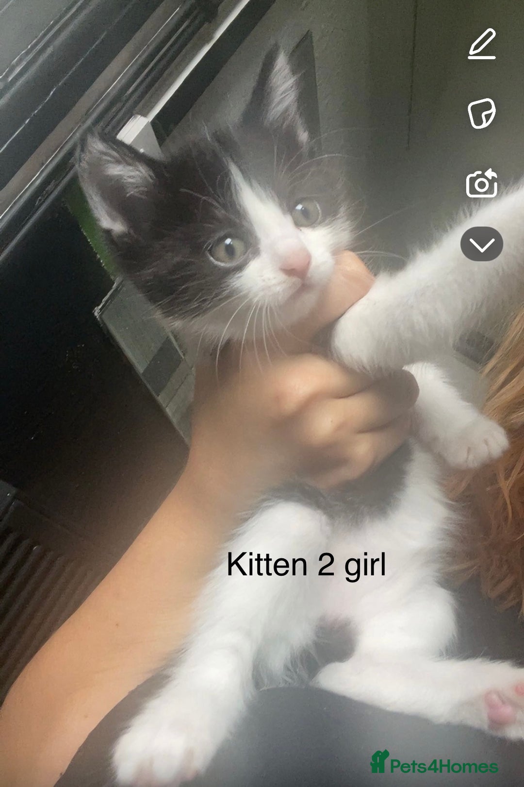Mixed Breed cats for sale: Kittens for sale !!! - Image 13