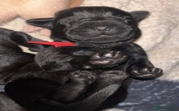 Labrador Retriever dogs for sale: KC Labrador pups - Image 10
