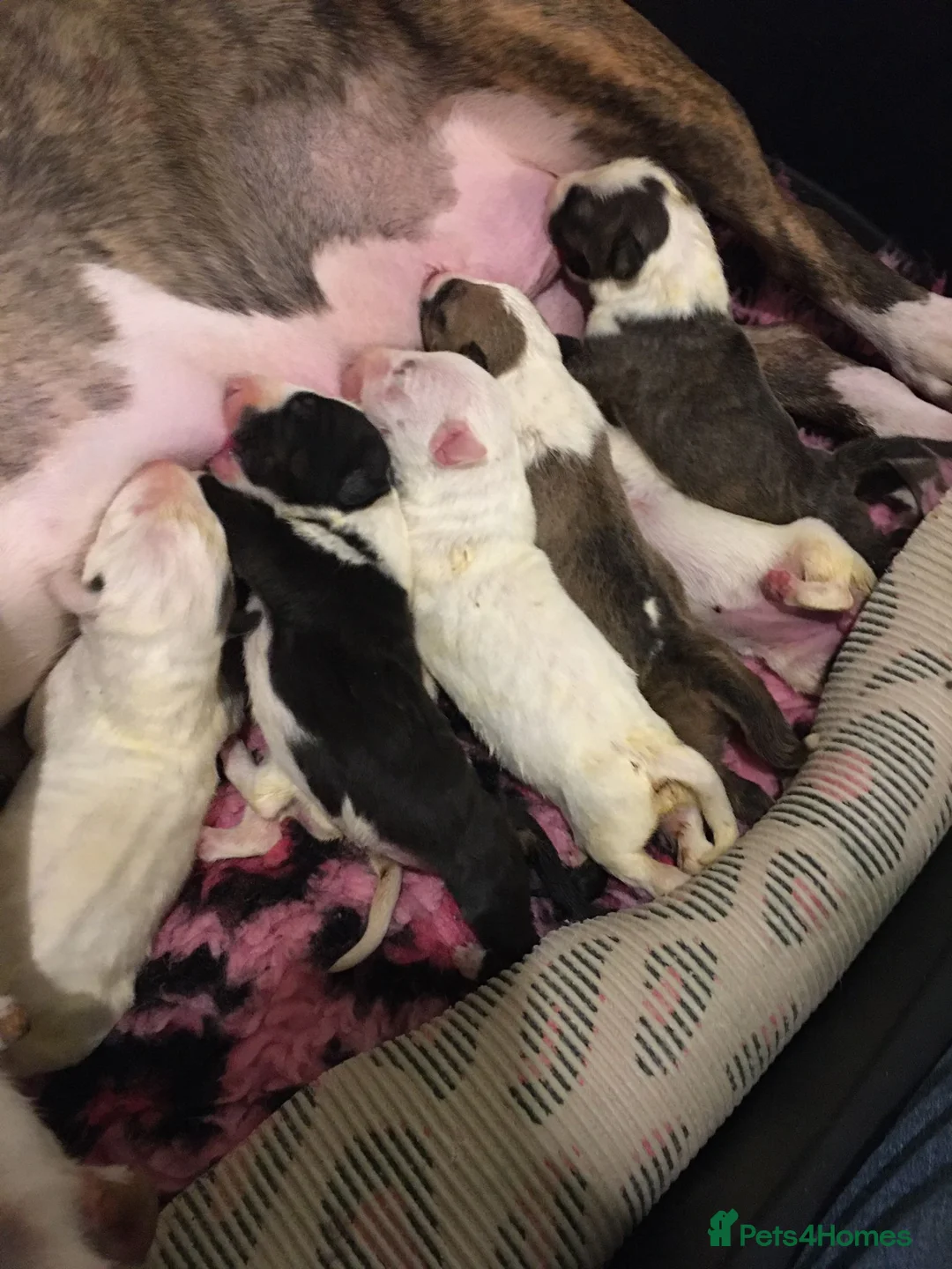Bull Terrier dogs for sale: 🇬🇧🇬🇧BULLYVIEW🇬🇧🇬🇧 - Advert 1