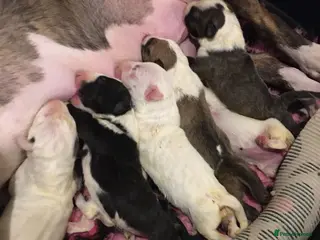 Bull Terrier dogs 🇬🇧🇬🇧BULLYVIEW🇬🇧🇬🇧 - Advert 3