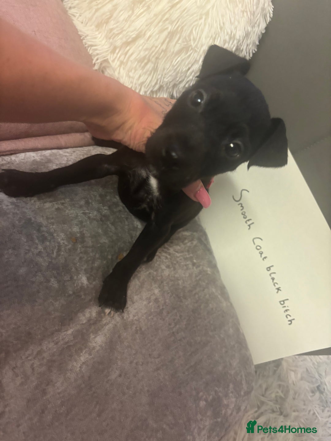 Patterjack dogs for sale:  🐾Patterdale x Jack Russell Puppies🐾 - Image 6