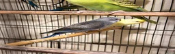 Budgerigars birds for sale: Budgies BW and Split BW - Advert 2