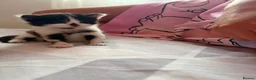 Mixed Breed cats for sale: Kittens  in Wellingborough - Advert 6