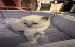Ragdoll cats for sale: Three beautiful blue ragdoll kittens  - Image 30