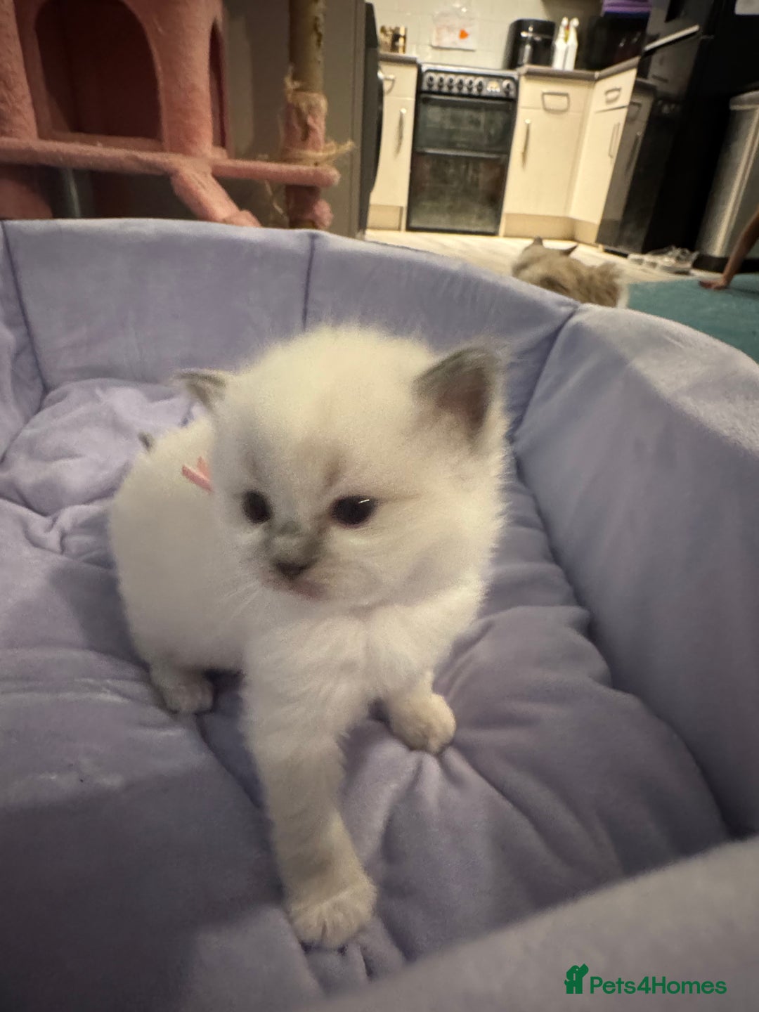 Ragdoll cats for sale: Three beautiful blue ragdoll kittens  - Image 30