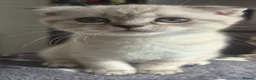 Scottish Fold cats for sale: Scottish Fold &Scottish Straight - Advert 8
