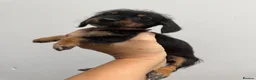 Doxiepoo dogs for sale: Very tiny DOXIEPOO puppies  - Advert 16
