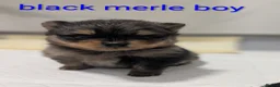 Pomeranian dogs for sale: Pedigree Pomeranian puppy's  - Advert 14