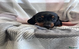 Dachshund dogs for sale: Dachshund puppies - Image 4