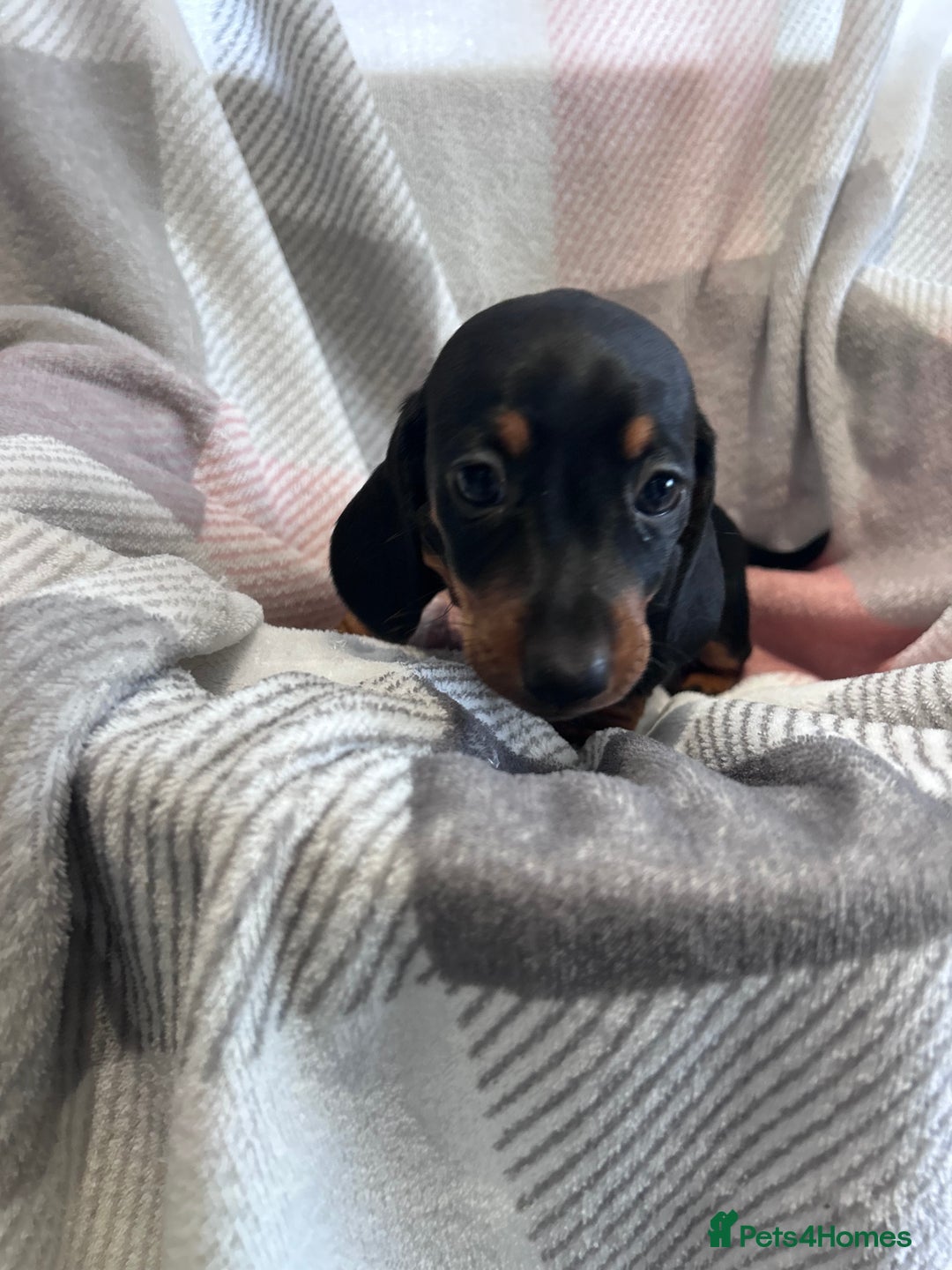 Dachshund dogs for sale: Dachshund puppies - Image 4
