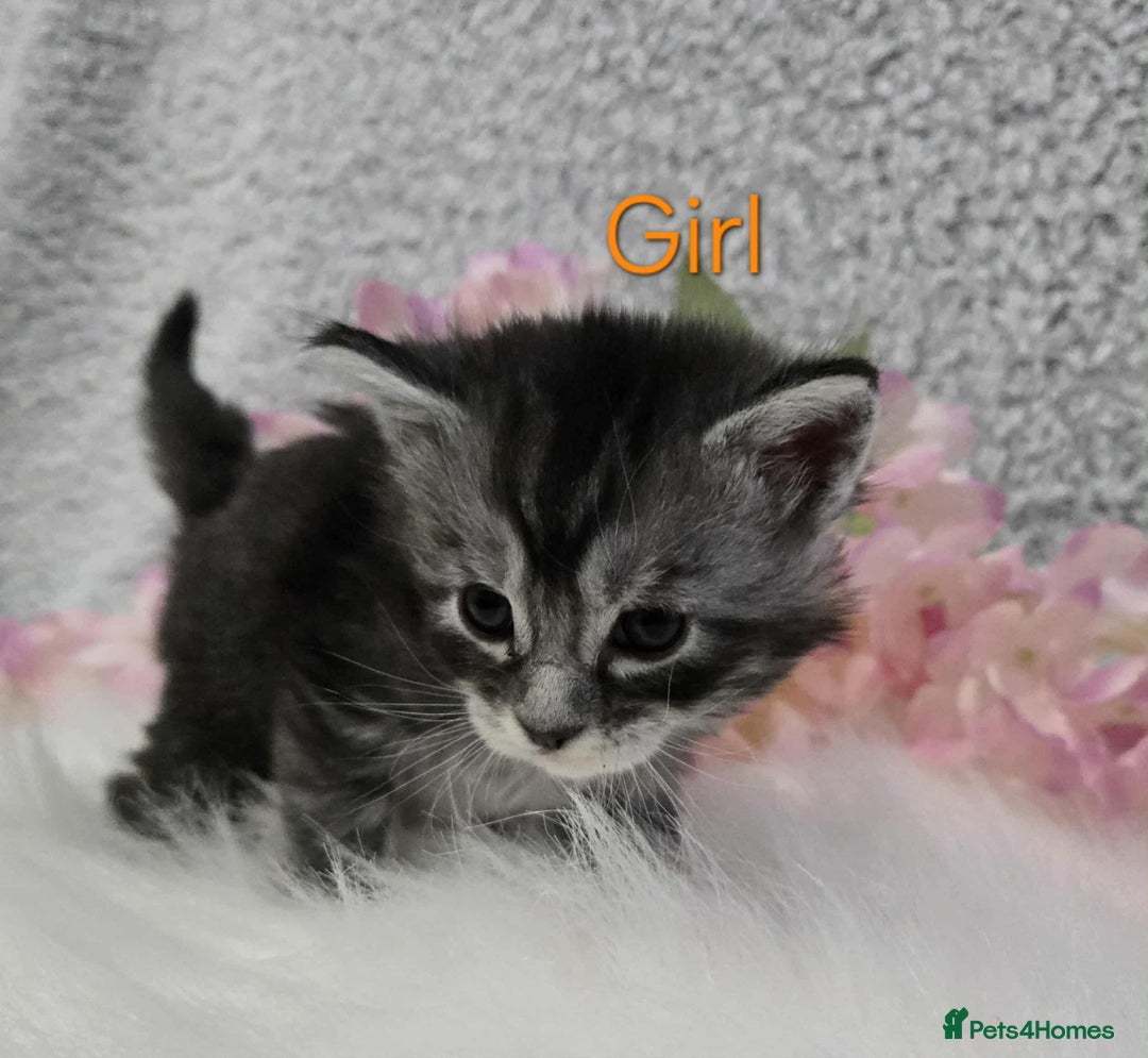 Maine Coon cats for sale: 6 Maine Coone kittens. - Image 8