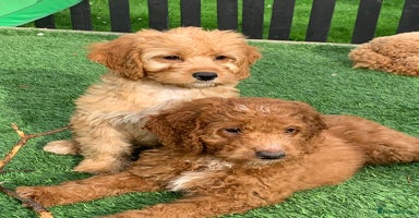Cockapoo dogs - Advert 5