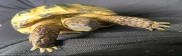 Tortoise reptiles for sale: Horsfield Tortoise - Advert 3