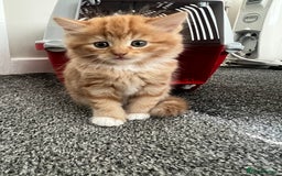 Domestic Shorthair cats for sale: 3 beautiful kittens!  - Image 5