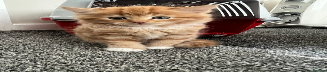Domestic Shorthair Kitten 1