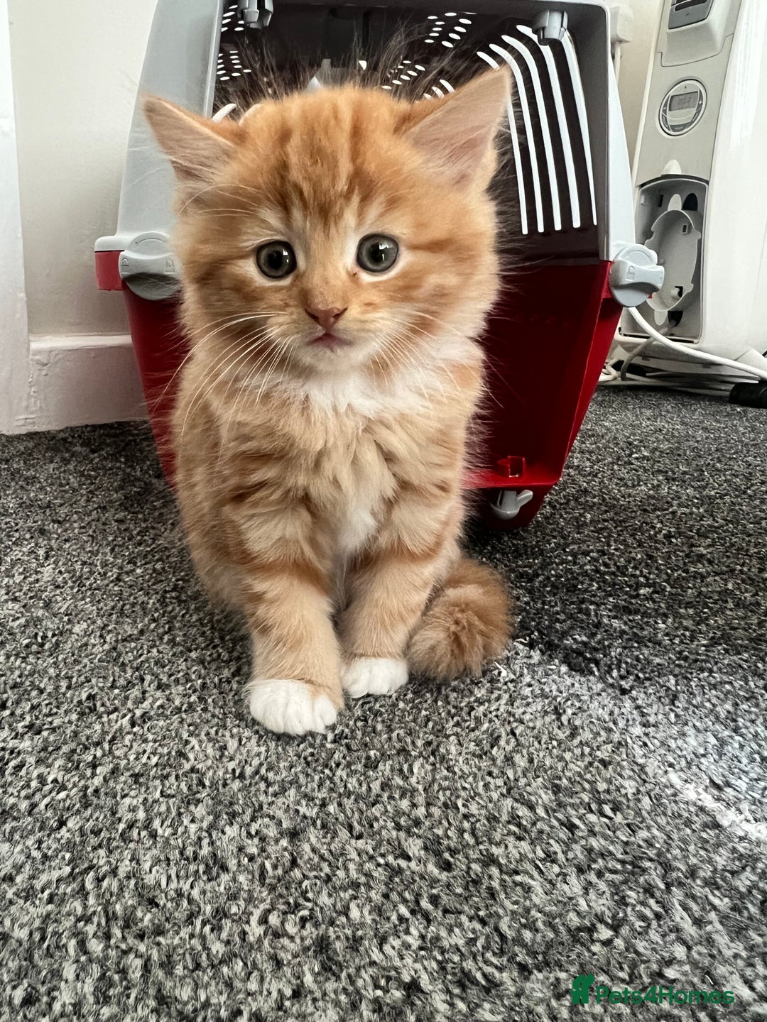 Domestic Shorthair cats for sale: 3 beautiful kittens!  - Image 5