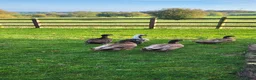 Ducks poultry for sale: 5 ducks for sale khaki campbell & cayuga  in Stoke-on-Trent - Advert 2