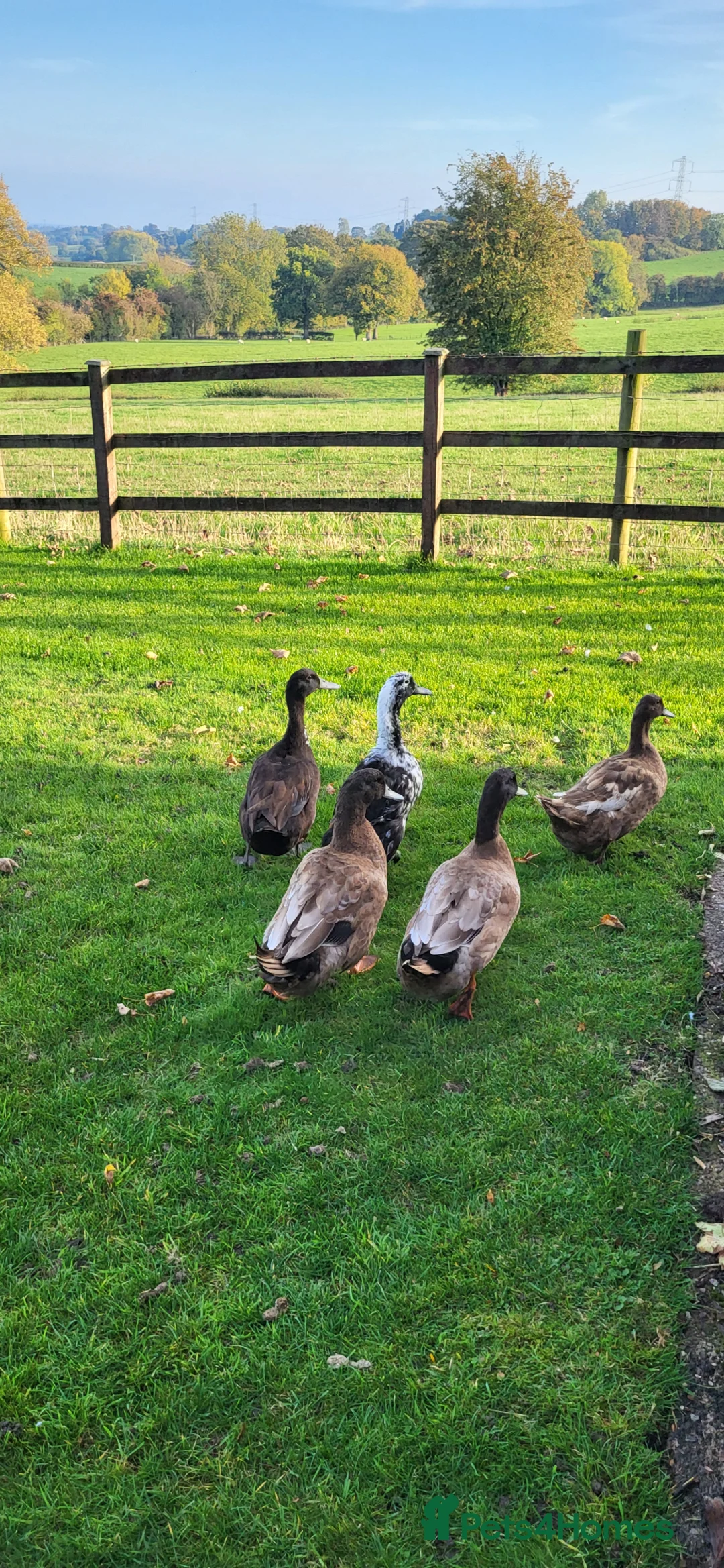 Ducks poultry for sale: 5 ducks for sale khaki campbell & cayuga  in Stoke-on-Trent - Advert 2