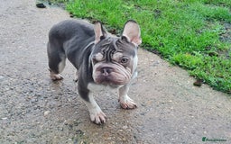 French Bulldog dogs for sale: Male Blue and Cream French Bulldog for sale! - Advert 3