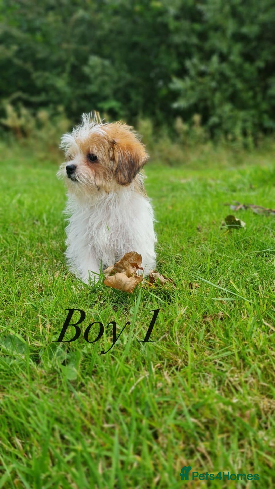 Shorkie dogs for sale: Shorkie pups ready now - Image 28