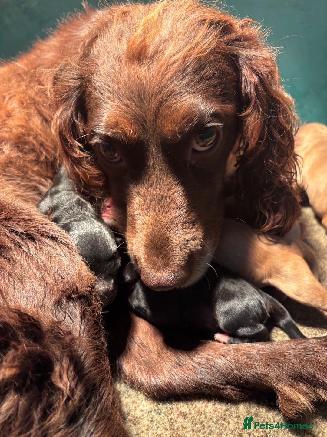Cockapoo dogs for sale: Cockerpoo puppies - Advert 8
