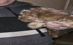 Cockapoo dogs for sale: 8 gorgeous cockapoo puppies - Advert 21