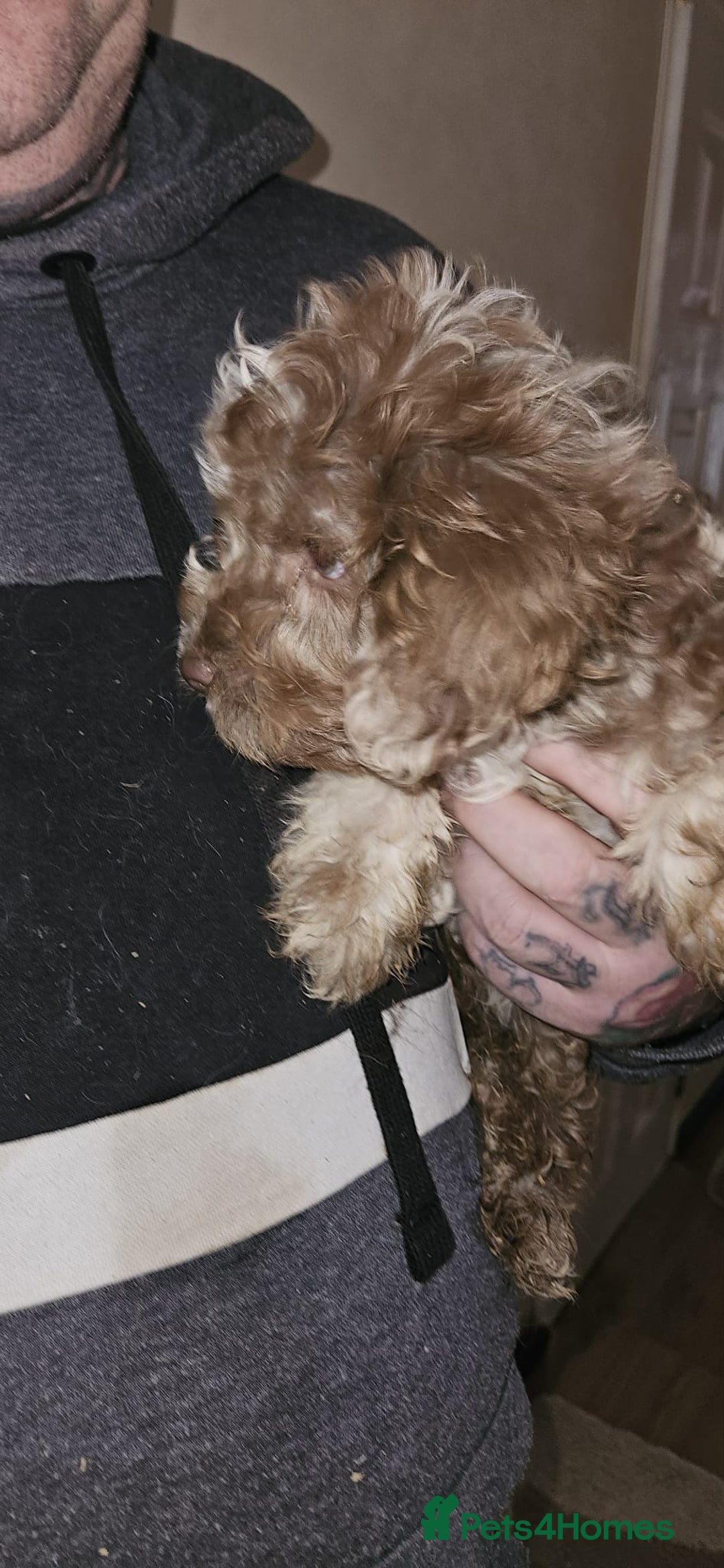 Cockapoo dogs for sale: 8 gorgeous cockapoo puppies - Advert 21