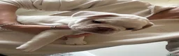 French Bulldog dogs for sale: Beautiful French Bulldog Puppies  - Advert 15