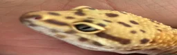 Leopard Gecko reptiles for sale: Leopard Gecko Group in Chelmsford - Advert 10