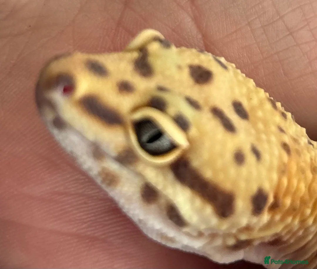 Leopard Gecko reptiles for sale: Leopard Gecko Group in Chelmsford - Advert 10