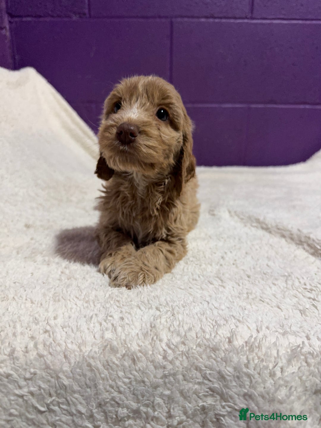 Cockapoo dogs for sale: Gorgeous F1 Cockapoo puppies! - Advert 3