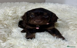 Cockapoo dogs for sale: Chocolate & Tan Cockapoo Puppies - Advert 3