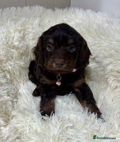 Cockapoo dogs Chocolate & Tan Cockapoo Puppies - Advert 4