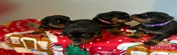 Rottweiler dogs for sale: Ready in 2 weeks bunch of 12 rotwellier puppies  - Advert 13