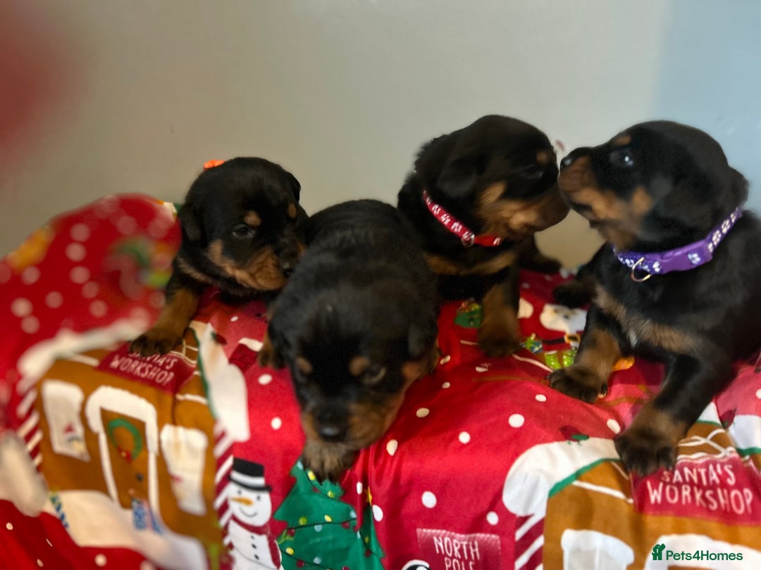 Rottweiler dogs for sale: Ready in 2 weeks bunch of 12 rotwellier puppies  - Advert 13