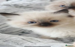 Ragdoll cats for sale: INDOOR FULL PEDIGREE RAGDOLL KITTENS - Image 34