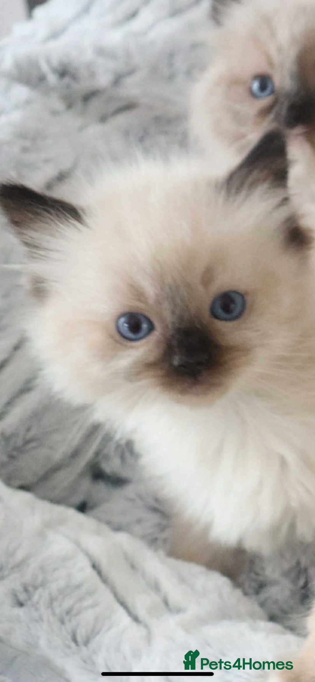 Ragdoll cats for sale: INDOOR FULL PEDIGREE RAGDOLL KITTENS - Image 34