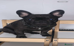 French Bulldog dogs for sale: Loving Frenchie looking for a new home - Image 3