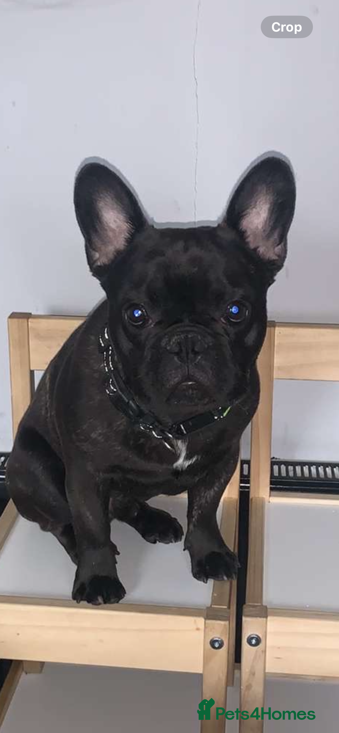French Bulldog dogs for sale: Loving Frenchie looking for a new home - Image 3