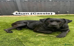 Mixed Breed dogs for sale: Rottweiler/cane corso puppies - Image 9